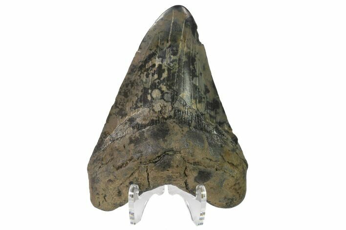 Fossil Megalodon Tooth - Unique Coloration #144301